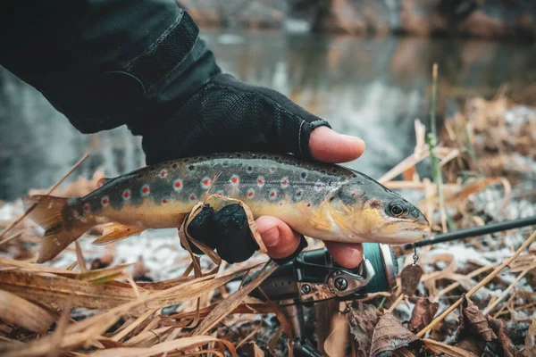 Hnědý pstruh detailní up v ruce rybáře. — Stock fotografie