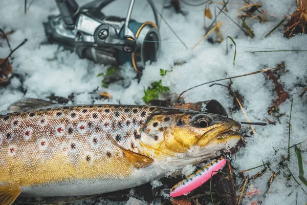 Primo piano della trota fario. Pesca alla trota . — Foto Stock