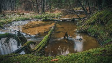 Resimli orman deresi. Beyaz Rusya 'nın doğası.