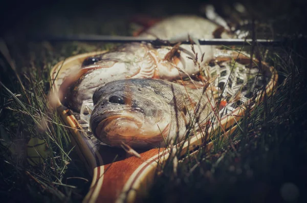 Fångst av gädda och abborre. — Stockfoto