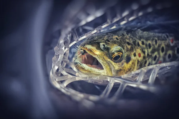 Malebné pstruh Chycený fly rybářské. — Stock fotografie