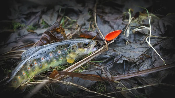 Picturesque trout is caught on a bait. — Stock Photo, Image