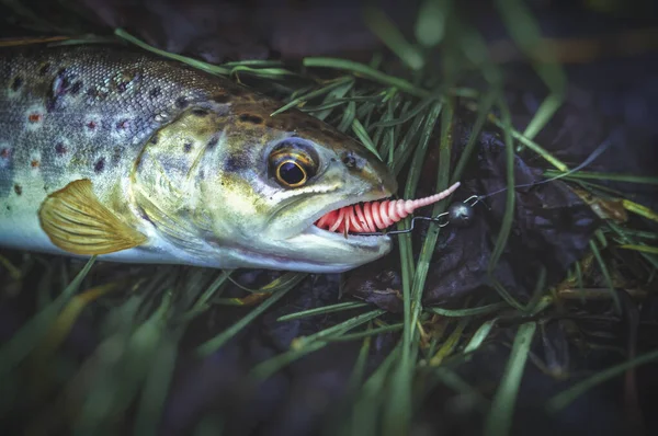 Schöne Forelle wird mit einem Löffelköder gefangen. — Stockfoto