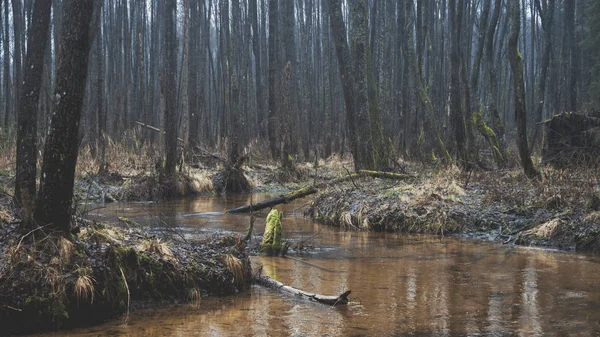 Un fabuleux ruisseau forestier . — Photo