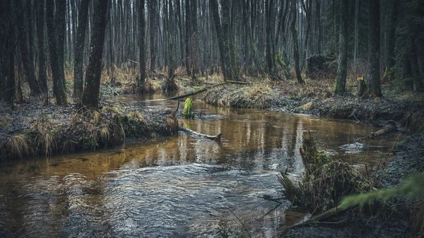 Klidný les potoka.Příroda Běloruska. — Stock fotografie