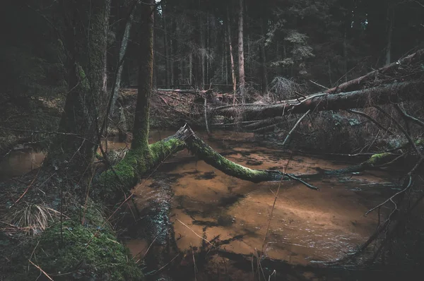 Báječný lesní potok. Povaha Běloruska. — Stock fotografie