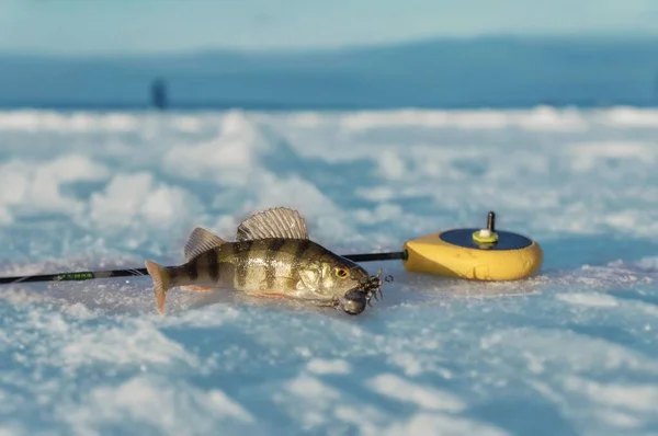 Lotta contro la pesca sul ghiaccio . — Foto Stock