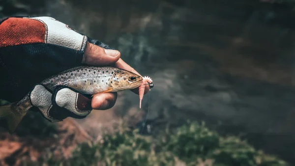 Beautiful little trout in angler 's hand . — стоковое фото