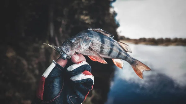 Fish in the hand of an angler. Fishing for perch. — Stock Photo, Image
