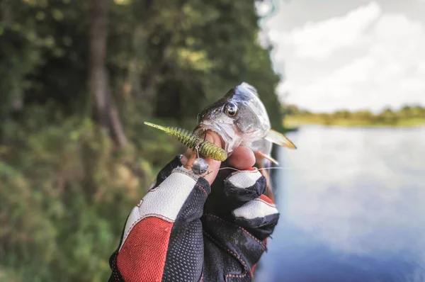 Fisk i handen på en sportfiskare. Fiske efter abborre. — Stockfoto