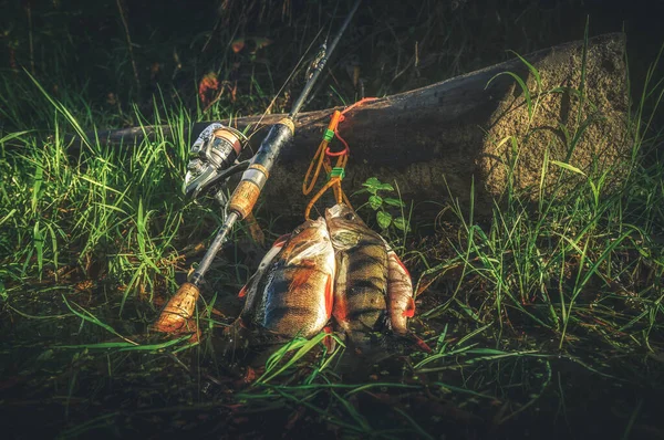 Риболовля для лову окуня . — стокове фото
