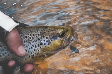 Balıkçı tarafından yakalanan resimli alabalık. Suyun altındaki balıklar.