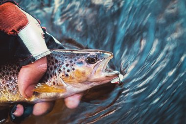 Güzel alabalık oltaya geldi.