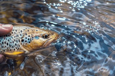 Güzel alabalık oltaya geldi.