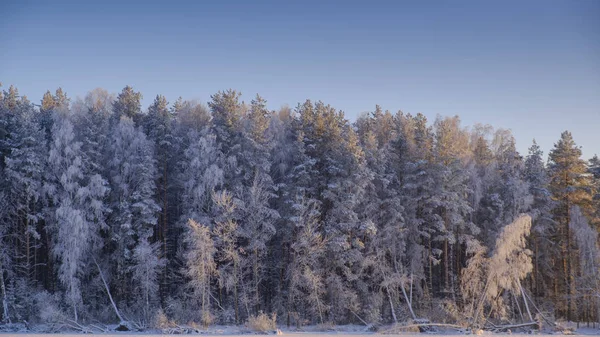 La forêt pittoresque est couverte de givre à l'aube . — Photo