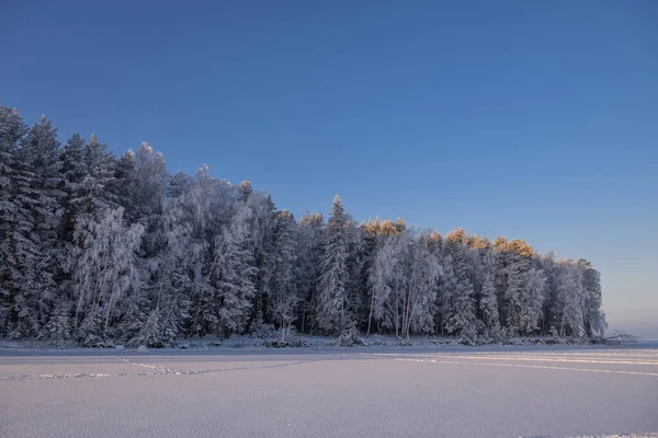 The picturesque forest is covered with hoarfrost at dawn. — Stock Photo, Image