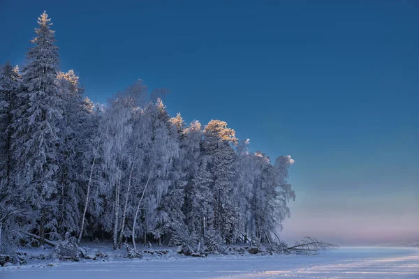 The picturesque forest is covered with hoarfrost at dawn. — Stock Photo, Image