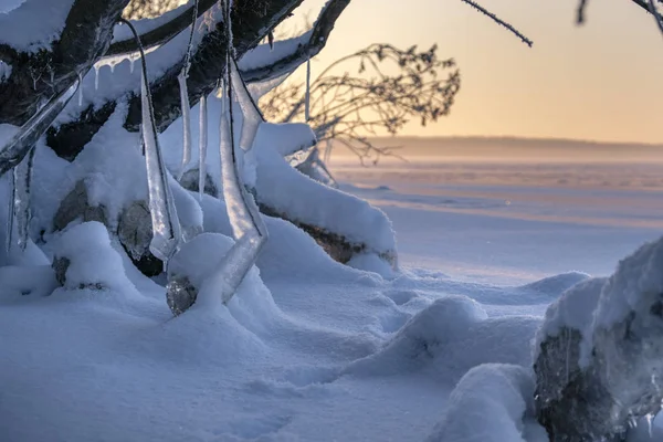 雪の中で野生動物の痕跡。森の湖の岸夜明け. — ストック写真
