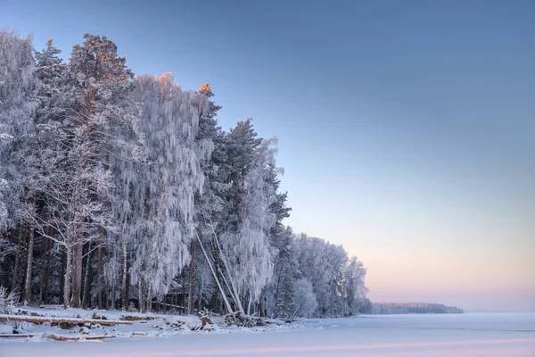 El pintoresco bosque está cubierto de heladas al amanecer. . — Foto de Stock