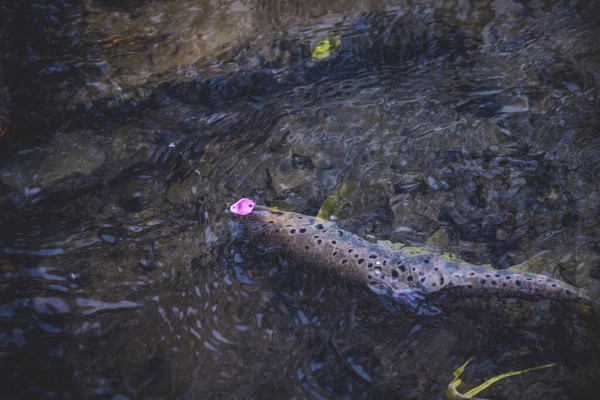 Trota pittoresca sott'acqua . — Foto Stock