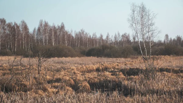 Jarní pole a Les. — Stock fotografie