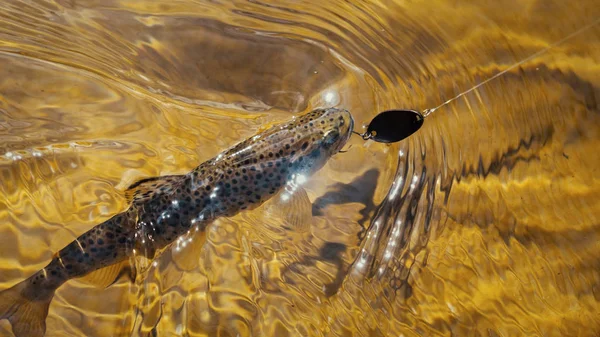 Schilderachtige forel gevangen door een visser. Vis onder water. — Stockfoto