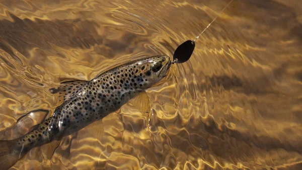 Picturesque trout caught by a fisherman. Fish under water. — Stock Photo, Image