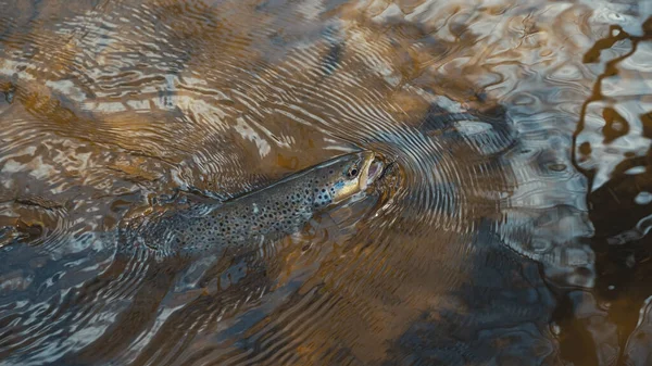 Truite pittoresque capturée par un pêcheur. Poissons sous l'eau . — Photo