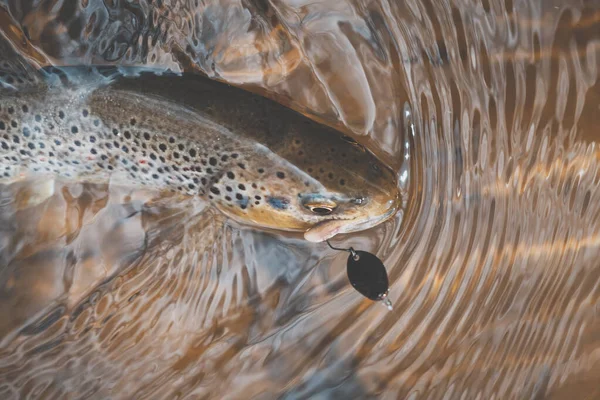 Schilderachtige forel gevangen door een visser. Vis onder water. — Stockfoto