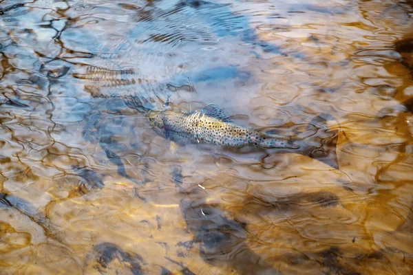 Pintoresca trucha capturada por un pescador. Peces bajo el agua . — Foto de Stock