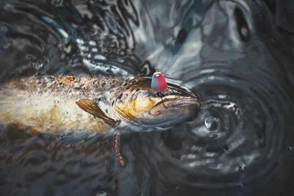 Beautiful trout hit the hook — 스톡 사진