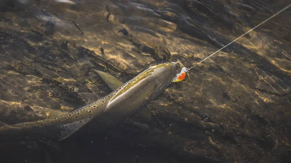 Beautiful trout hit the hook — Stock Photo, Image