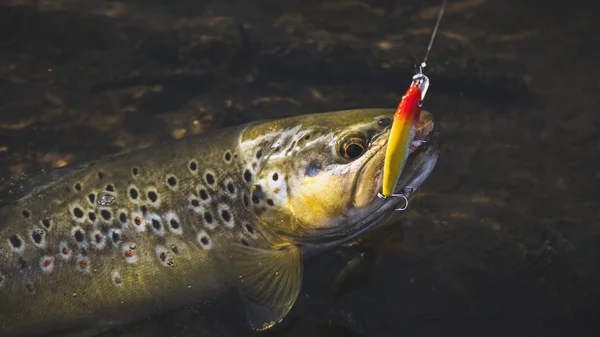 Beautiful trout hit the hook — Stock Photo, Image