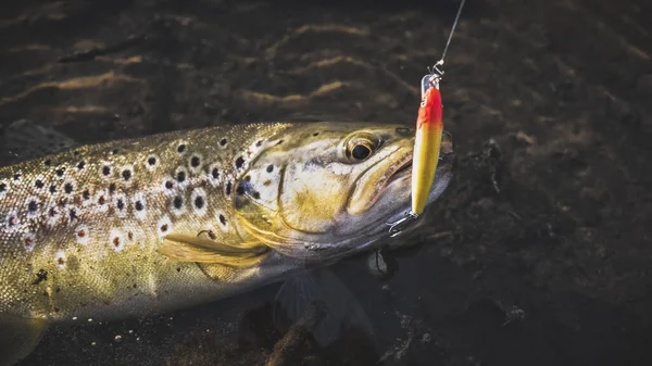 Beautiful trout hit the hook — Stock Photo, Image