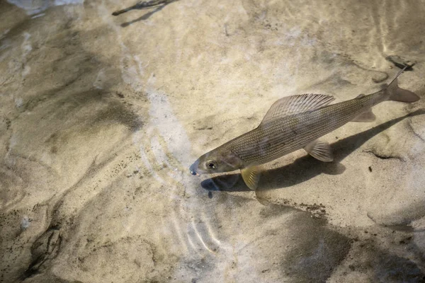 Grises bajo el agua. Atrapados por aparejos de pesca con mosca . — Foto de Stock