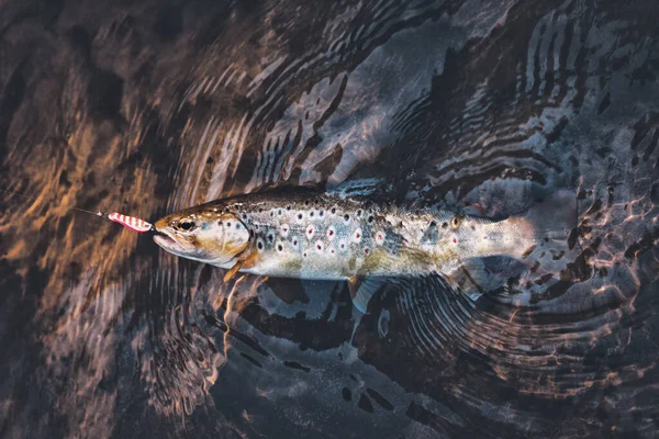 Beautiful trout hit the hook — Stock Photo, Image