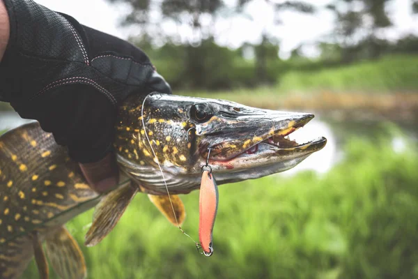 Snoek in de handen van een visser. — Stockfoto