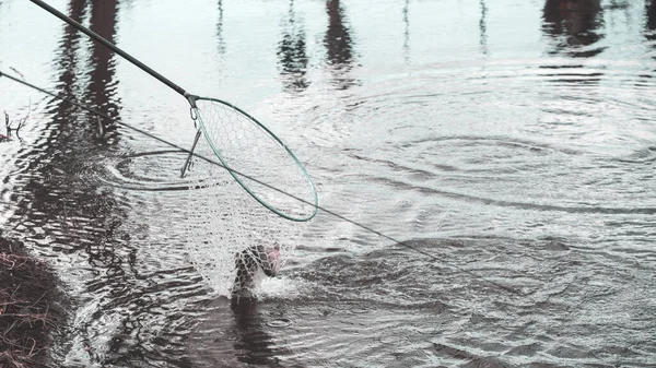 Competições de pesca. Truta é pego em um gancho . — Fotografia de Stock