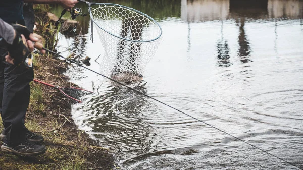 Horgászverseny. Pisztráng fogott egy horog. — Stock Fotó