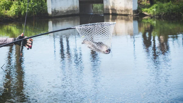 Concours de pêche. Truite est attrapé sur un crochet . — Photo