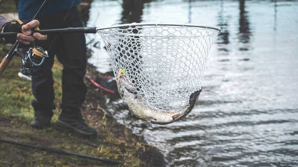 Competizioni di pesca. La trota è presa su un gancio . — Foto Stock