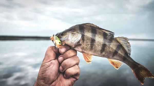 Belarus. Minsk region. June 18.2018 Wobbler brand StrikePro. Beautiful perch in fisherman hands. — Stock Photo, Image