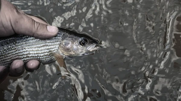 Grayling is caught on a dryfly. — Stock Photo, Image