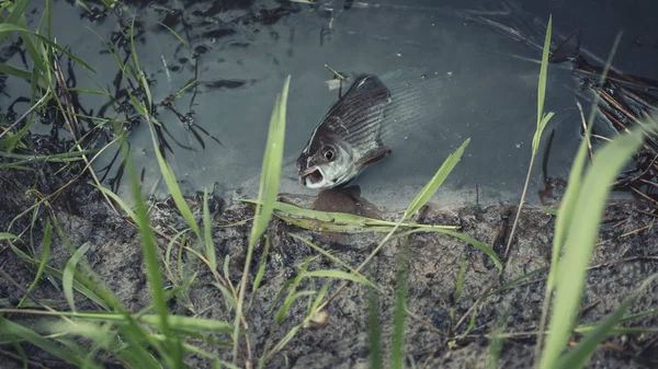 Grayling is caught on a fly. Fly fishing. — 스톡 사진