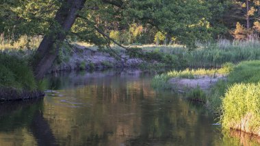 Gün batımında sessiz orman nehri.
