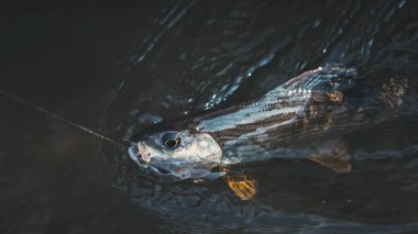 Grayling bir kara sineğe takıldı..
