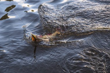  Balıkçı elinde güzel bir rudd.