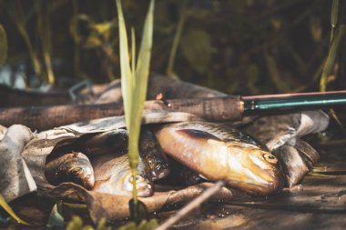 Tenkara metoduyla iyi balık yakaladın..