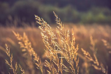 arka plan doku sonbahar çimleri bulanık