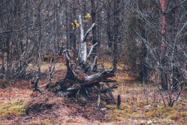 Resimli sonbahar ormanı. Beyaz Rusya 'nın doğası.